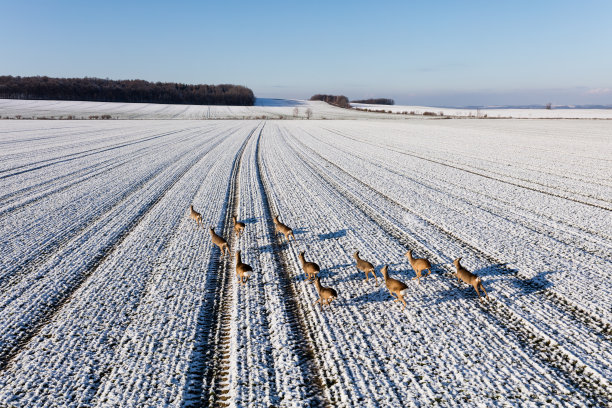 野鹿在田野上奔跑的鸟瞰图图片下载