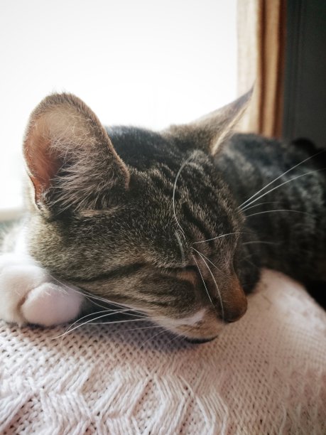 家猫睡觉图片下载