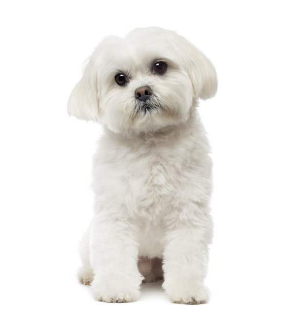 马耳他狗坐着，做白日梦，3岁，孤立在白色图片下载