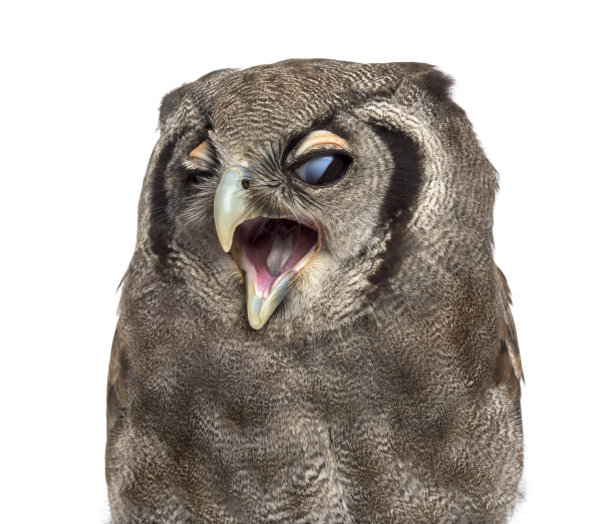 Verreaux鹰鸮的特写- Bubo lacteus(3岁)在一个白色的背景图片下载