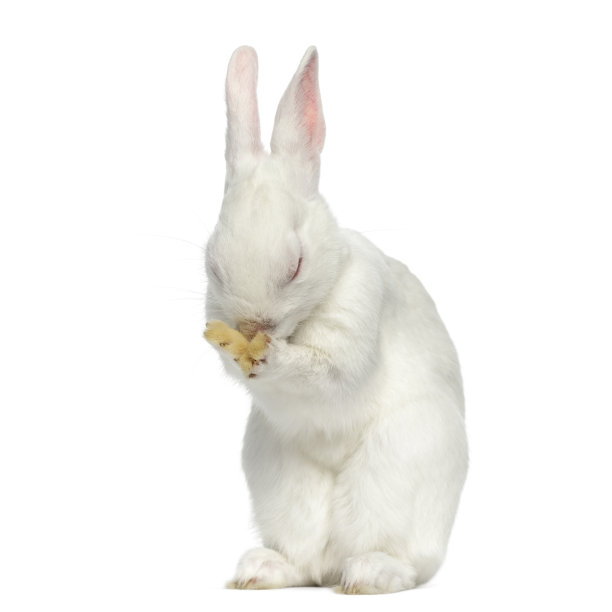 白化野兔孤立的白色图片下载