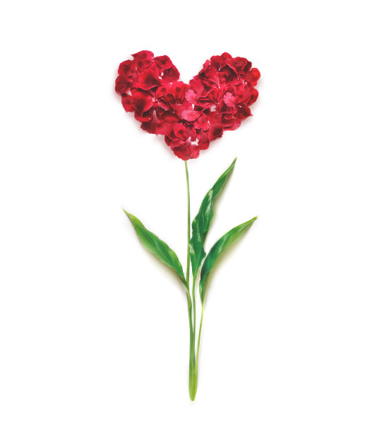 花瓣做成的心。红色花瓣心白色背景。前视图。爱情和浪漫的主题。图片下载