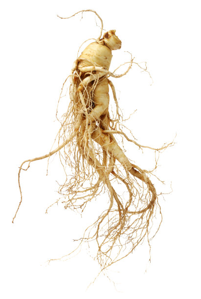 白底上的人参图片下载