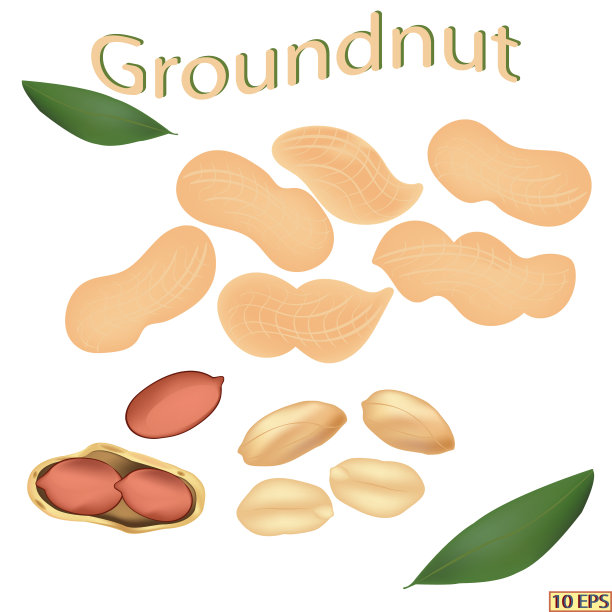 带壳的花生。炮击坚果。在白色背景上孤立的花生。图标的花生。向量。图片下载