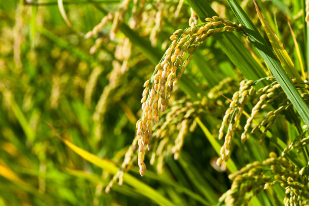 稻谷图片素材ID：312193974