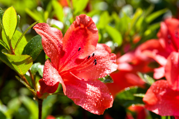红色的杜鹃花盛开的素材图片