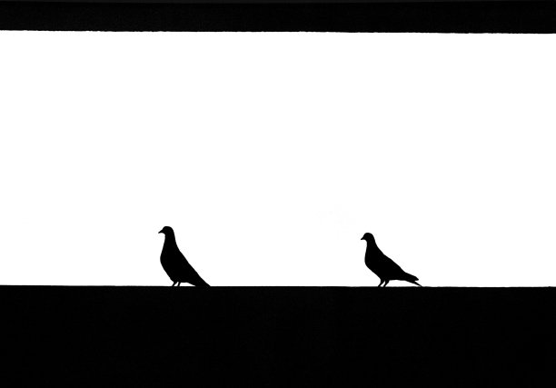 两只鸽子站在墙上的剪影图片下载