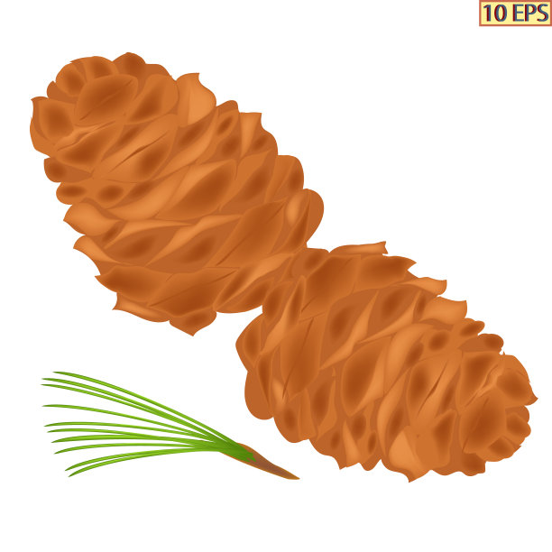 白色背景上孤立的雪松坚果。雪松bamp。雪松坚果的象征。向量。图片下载