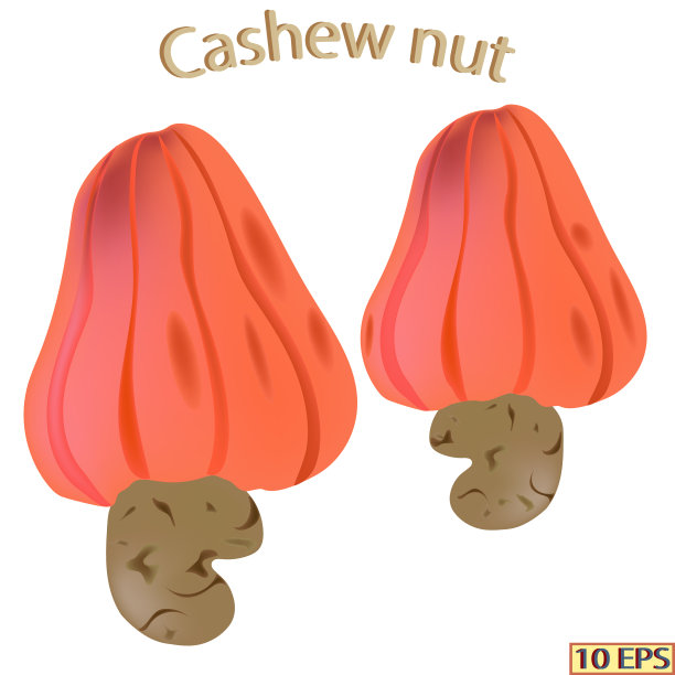 孤立在白色背景上的腰果。腰果的象征。向量。图片下载