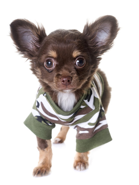 小狗吉娃娃图片下载