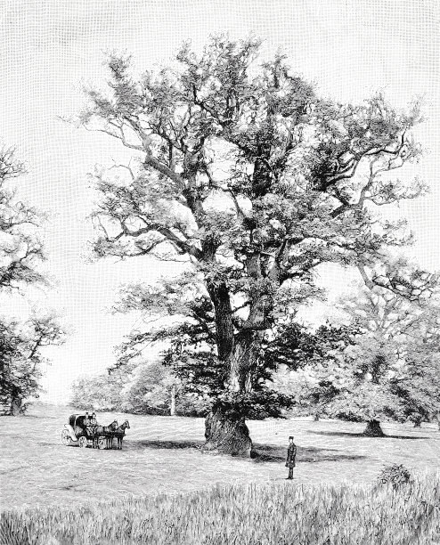 奇怪的树:在Görliz附近的玫瑰草地上的大橡树图片下载