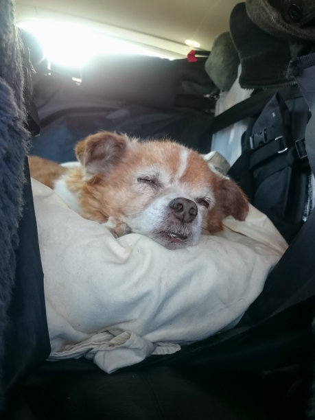 与狗同行图片下载