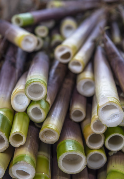 竹笋-竹之子素材图片