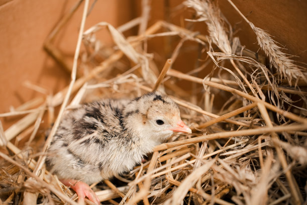小火鸡在农场的特写照片图片下载