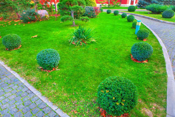 绿色灌木和草坪图片下载