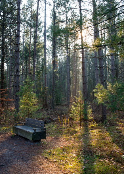 傍晚时分，云杉和松树林中的小径图片下载