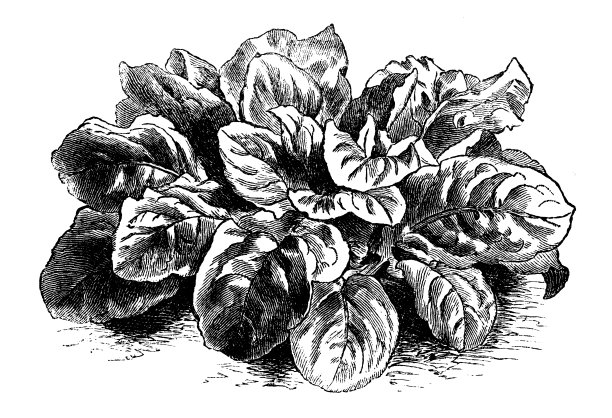 植物学、蔬菜植物古版画插图:阔叶法国酸模图片下载