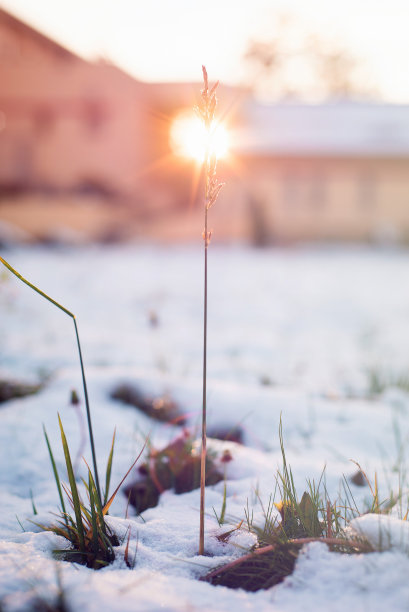 雪地上的夕阳花素材图片