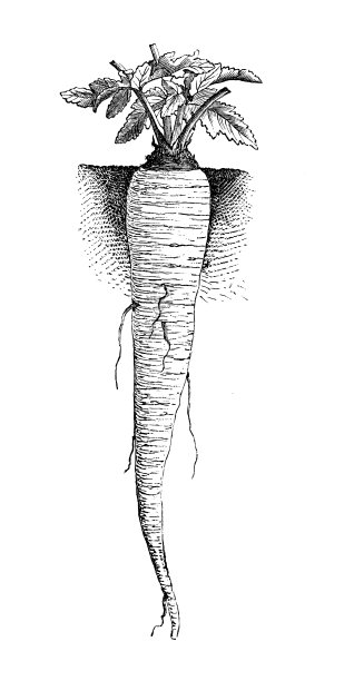 植物、蔬菜、植物仿古雕刻插图:防风草图片下载