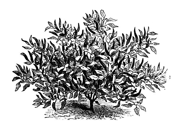 植物学蔬菜植物仿古雕刻插图:辣椒图片下载