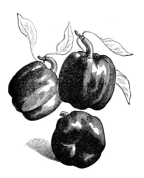 植物、蔬菜、植物、古董雕刻插图:辣椒图片下载