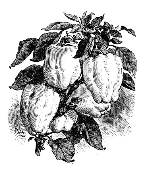 植物、蔬菜、植物、古董雕刻插图:辣椒图片下载