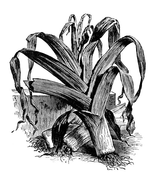 植物、蔬菜、植物仿古雕刻插图:韭菜图片下载