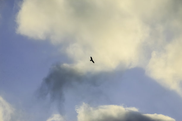 飞翔的鹰图片下载