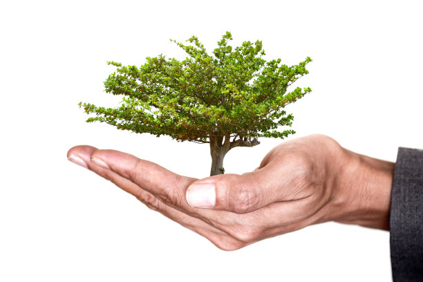 商人手里拿着海滩杏树图片下载