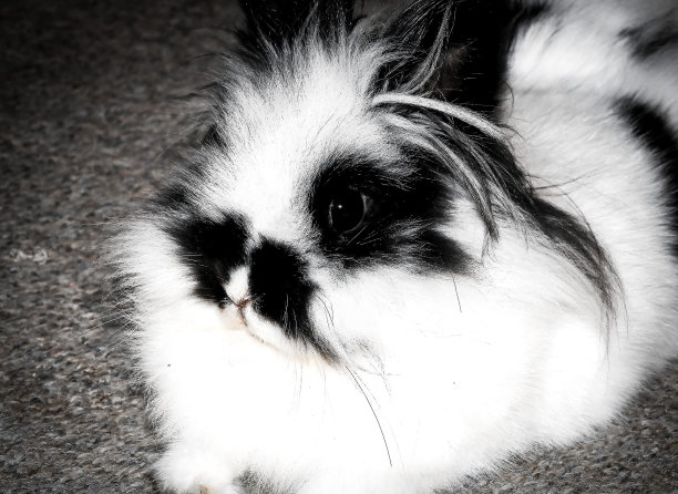 狮子兔兔图片下载