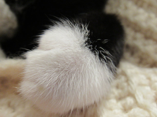 的爪子图片下载