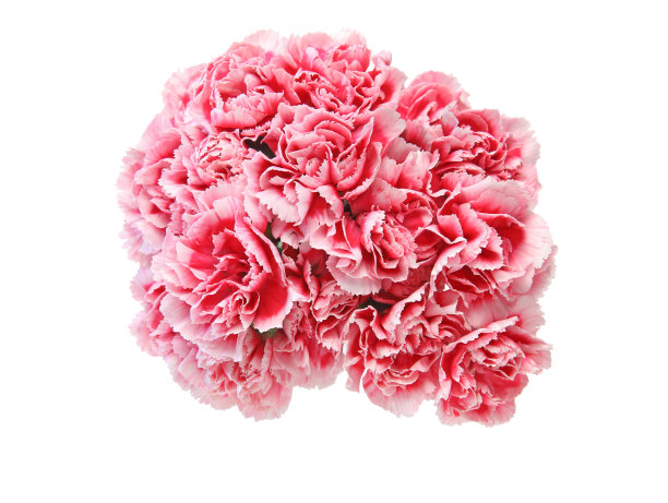 康乃馨照片素材ID：312235032