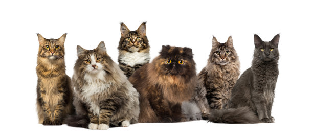许多猫坐在一排，孤立在白色图片下载