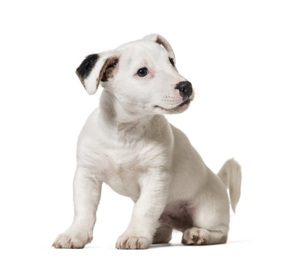 小狗杰克罗素梗，狗，(8个月大)，白色孤立图片下载