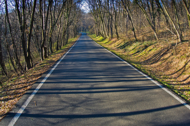 贝尔格莱德，Kosutnjak森林的早春直林路图片下载