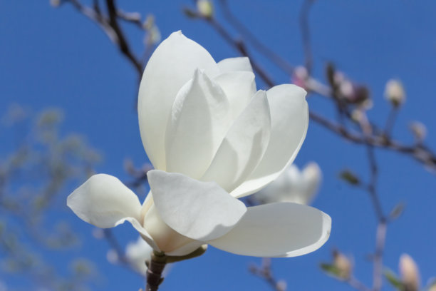 白色的玉兰花图片下载