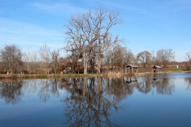光秃秃的树的倒影图片下载