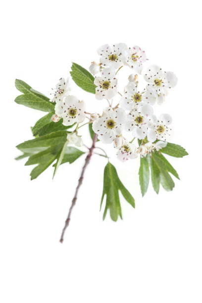 白底花山楂枝图片下载