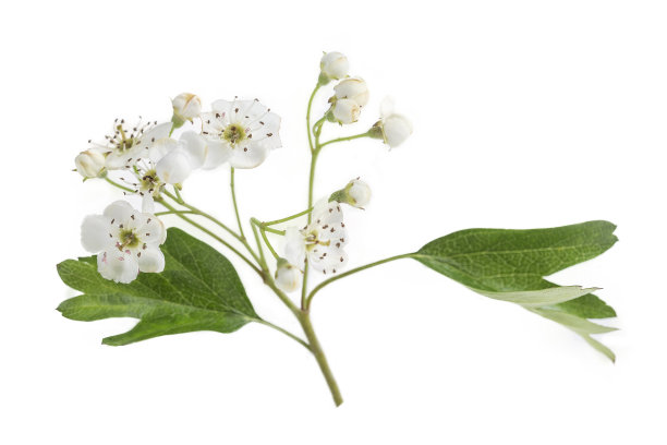 白底花山楂枝图片下载