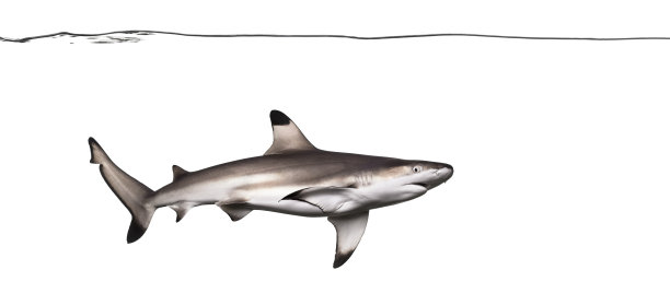 水下游动的黑鳍礁鲨，黑鳍黑鳍鲨，孤立的白色图片下载