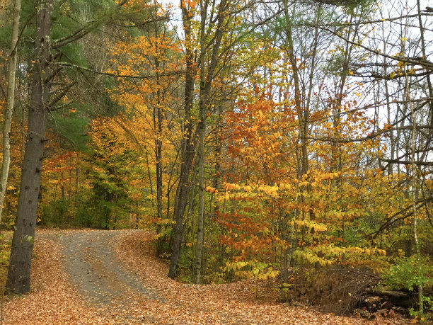 路边的秋树素材图片