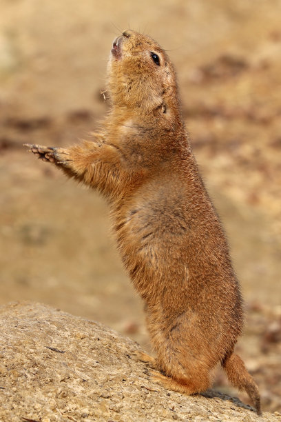 警报草原土拨鼠图片下载