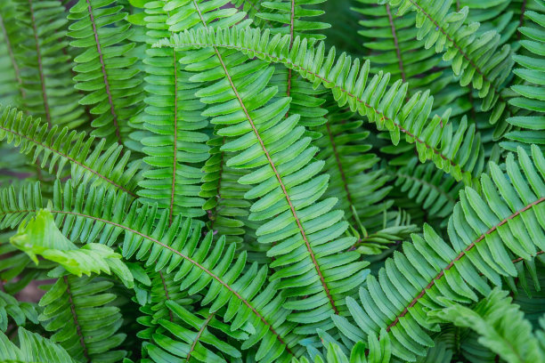 大自然抽象背景绿波士顿蕨素材图片