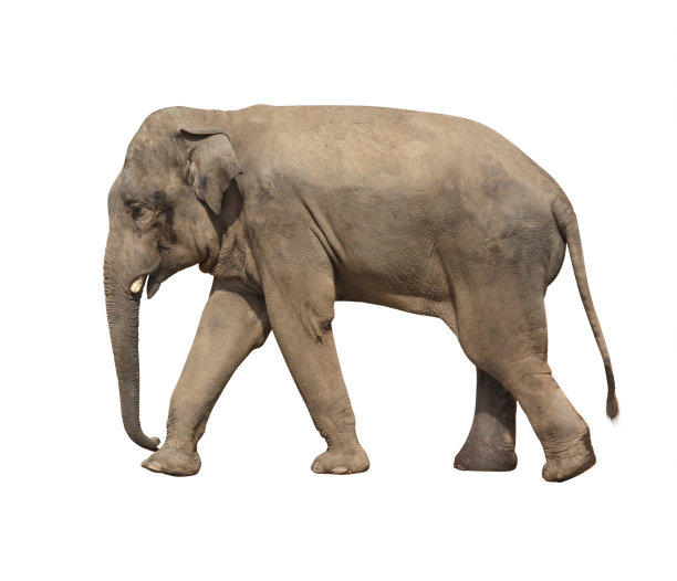 大象(大象)图片下载
