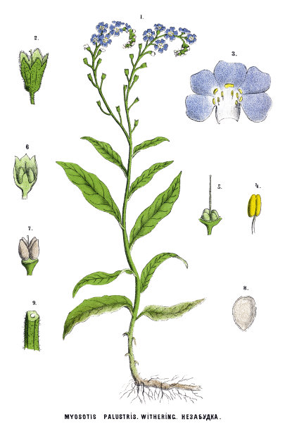 草药及药用植物图片下载