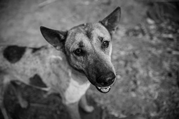 黑白相间的流浪狗图片下载