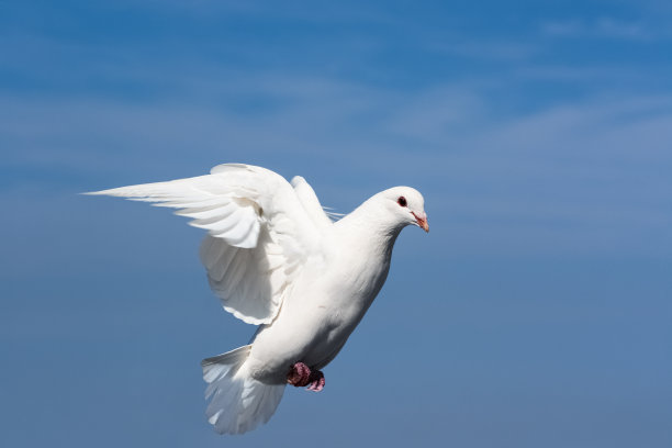 白色的鸽子飞图片下载