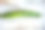 Cucmber木材。图片下载