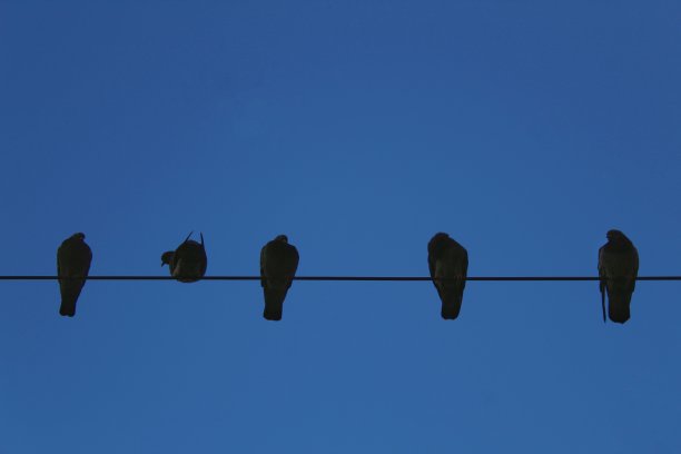 电线上的鸟图片下载