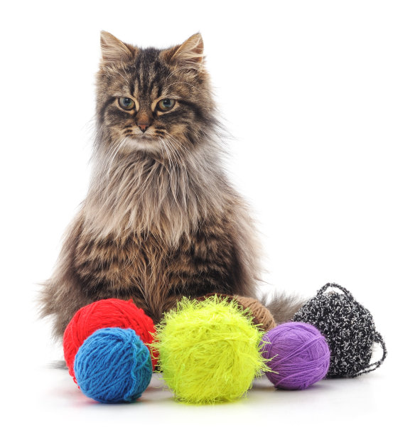 猫和彩球。图片下载